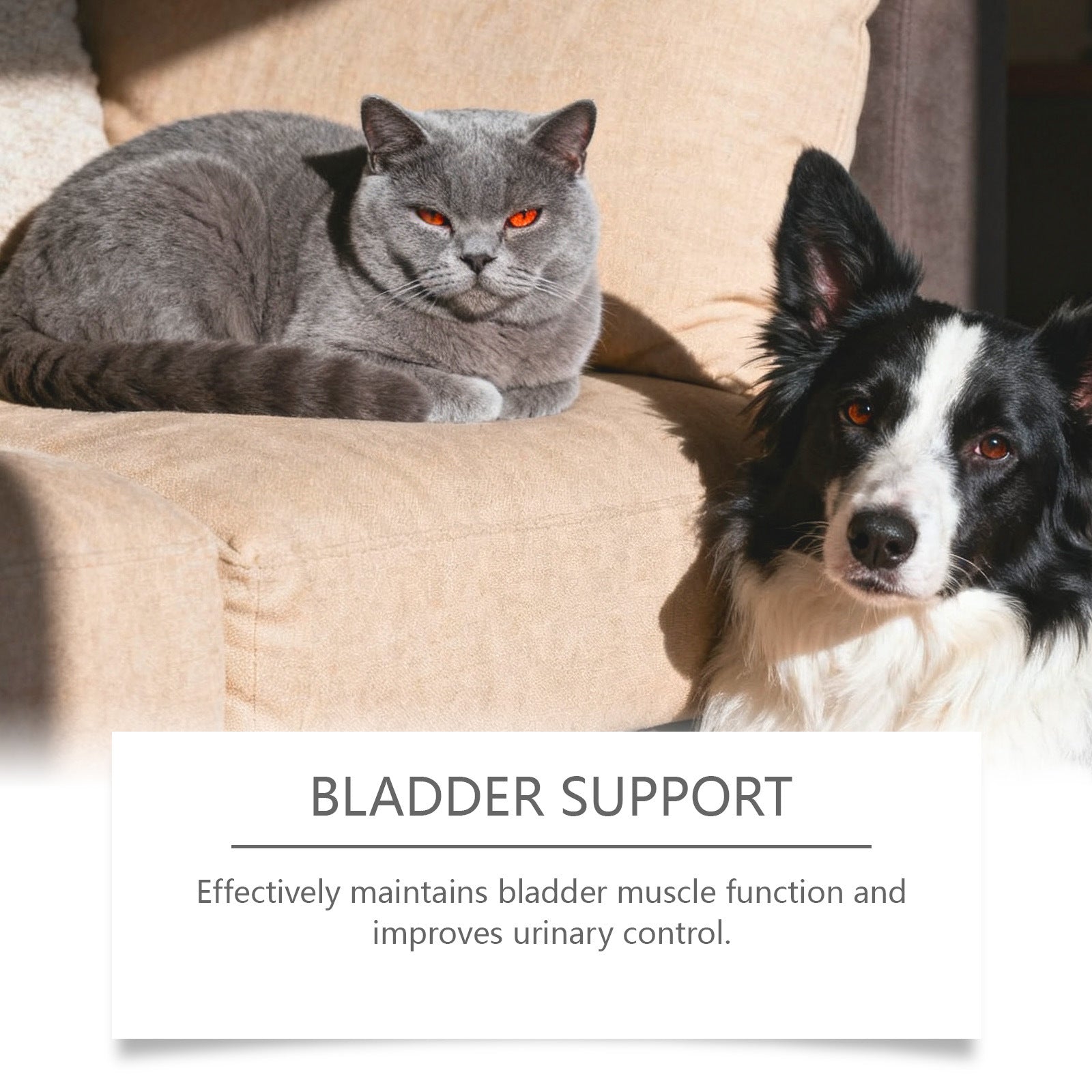 Urinary Support Drops for Dogs & Cats
